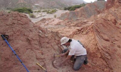 Encontraron por primera vez los restos de un dinosaurio carnívoro en Salta.