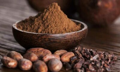 Encuentran el lugar donde los mayas hacían crecer sus arboledas sagradas de cacao.￼￼