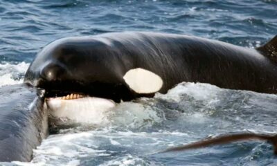 Registran en video a un grupo de orcas cazando una ballena azul.