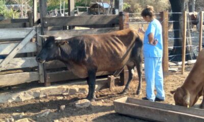 El equipo de veterinarios sanjuaninos trabaja intensamente en las consecuencias en animales por los incendios en Corrientes.