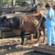 El equipo de veterinarios sanjuaninos trabaja intensamente en las consecuencias en animales por los incendios en Corrientes.