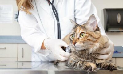 Programa Acompañame: se podrán esterilizar perros y gatos de modo gratuito en Capital.