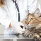Programa Acompañame: se podrán esterilizar perros y gatos de modo gratuito en Capital.