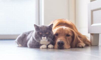 Programa Acompañame: La esterilización de perros y gatos llega a Capital.
