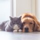 Programa Acompañame: La esterilización de perros y gatos llega a Capital.