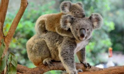 Los Koalas fueron declarados en peligro de extinsión en Australia.