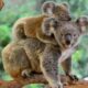 Los Koalas fueron declarados en peligro de extinsión en Australia.