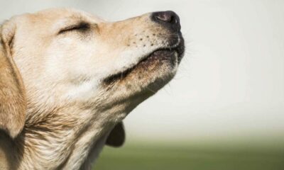 Trae al Firulais y al Michi porque comenzó la esterilización de mascotas en Rivadavia.￼