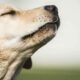 Trae al Firulais y al Michi porque comenzó la esterilización de mascotas en Rivadavia.￼