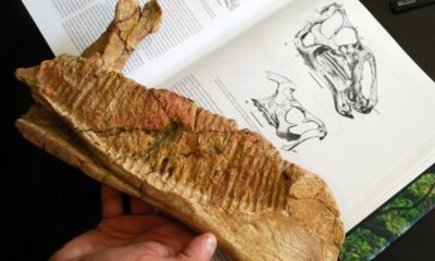 Descubren una nueva especie de dinosaurio en un campo de Río Negro.
