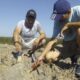 Encontraron huesos de perezosos de 20.000 años de antigüedad en una tosquera de San Pedro.