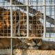 Trasladan a Sudáfrica a los cuatro tigres de bengala abandonados hace 15 años en San Luis.