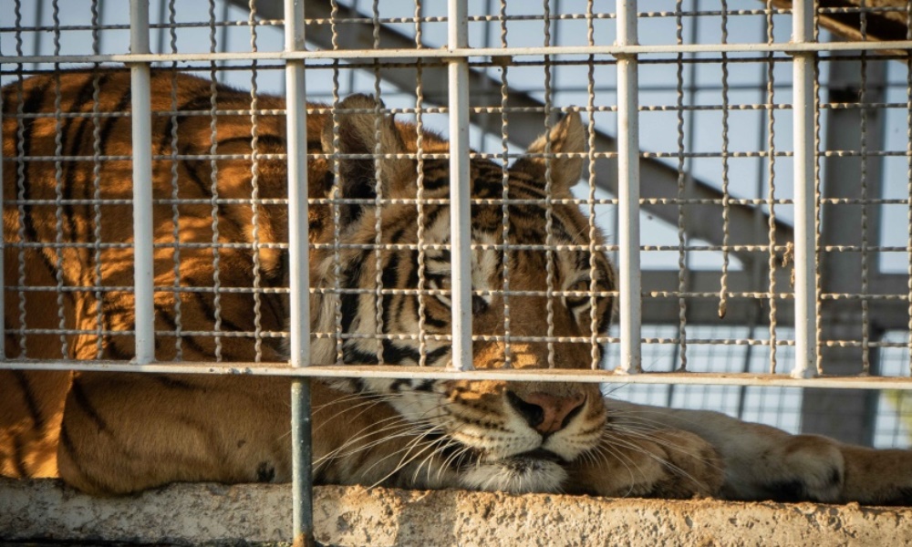 Trasladan a Sudáfrica a los cuatro tigres de bengala abandonados hace 15 años en San Luis. Trasladan a Sudáfrica a los cuatro tigres de bengala abandonados hace 15 años en San Luis.