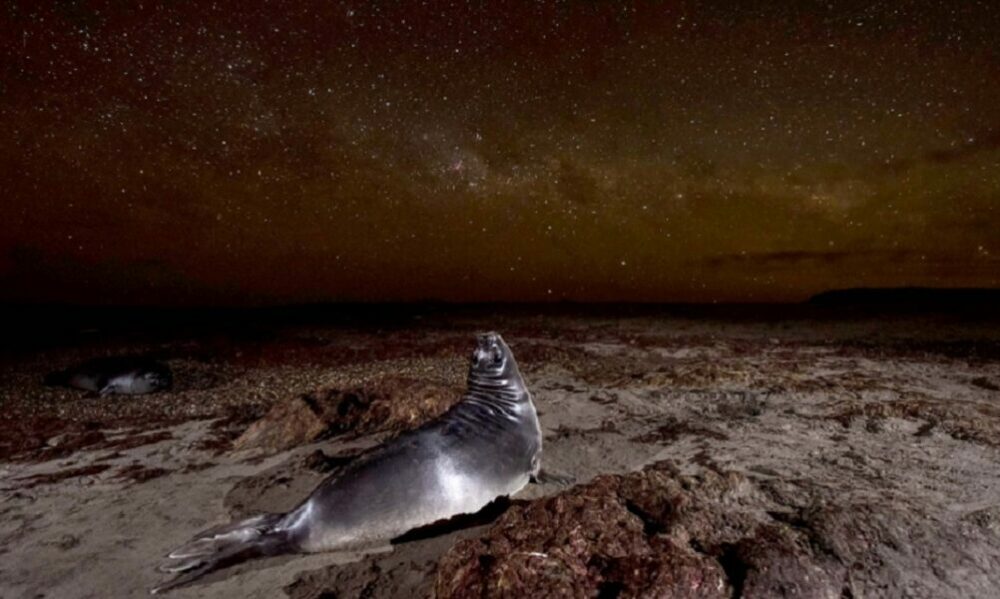Una fotógrafa chubutense, premiada por su foto de un cachorro de elefante marino. Una fotógrafa chubutense, premiada por su foto de un cachorro de elefante marino.