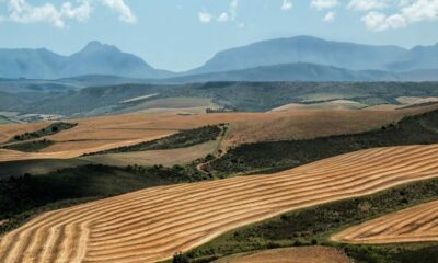 Científicos crean un mapa que reubicará los tierras de cultivo y retrocederá el reloj veinte años en emisiones de carbono.