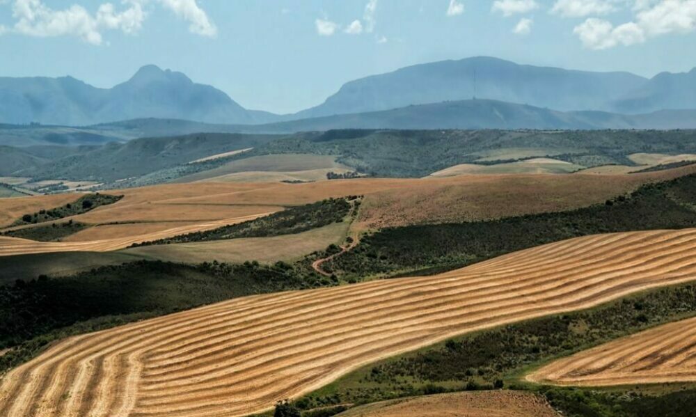 Científicos crean un mapa que reubicará los tierras de cultivo y retrocederá el reloj veinte años en emisiones de carbono. Científicos crean un mapa que reubicará los tierras de cultivo y retrocederá el reloj veinte años en emisiones de carbono.