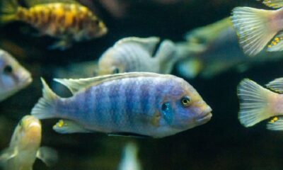 Estudio científico reveló que los peces de agua dulce tienen aptitudes para las matemáticas.