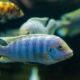 Estudio científico reveló que los peces de agua dulce tienen aptitudes para las matemáticas.