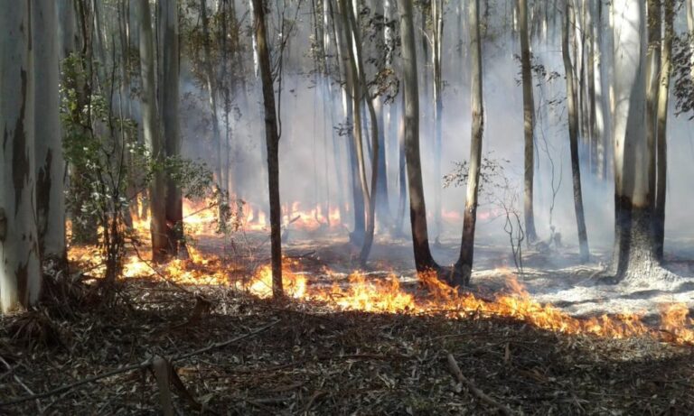“Estamos viviendo los efectos de la crisis climática en primera persona» advierten desde la Fundación Rewilding Argentina. “Estamos viviendo los efectos de la crisis climática en primera persona» advierten desde la Fundación Rewilding Argentina.