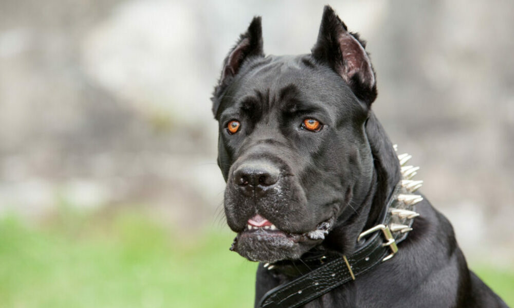 Desde el 28 de marzo comienza la colocación de chips a perros potencialmente peligrosos. Desde el 28 de marzo comienza la colocación de chips a perros potencialmente peligrosos.