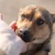 Mascotas: conocé estos consejos para cuidar a tu amigo/a de cuatro patas.