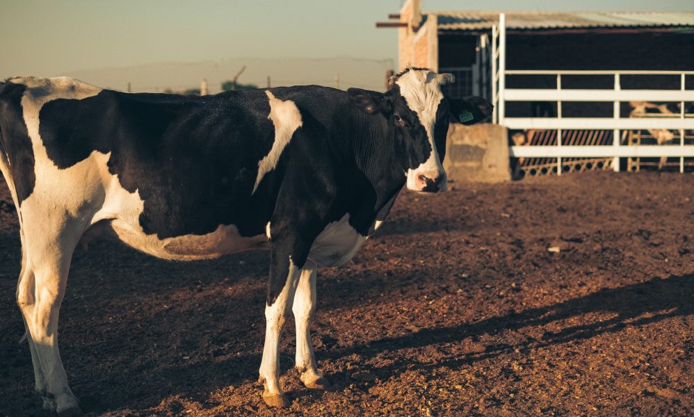 Los derechos animales serán reconocidos en la nueva Constitución chilena. Los derechos animales serán reconocidos en la nueva Constitución chilena.