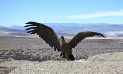 En el marco del Día del Animal, Ambiente liberará dos cóndores andinos tras su recuperación.￼