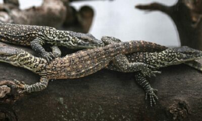 Estudio científico afirma que dos de cada diez reptiles se encuentran en «peligro de extinción».