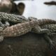 Estudio científico afirma que dos de cada diez reptiles se encuentran en «peligro de extinción».