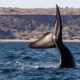 Chubut: Avistaron a las primeras ballenas de la temporada en cercanías de Península Valdés.