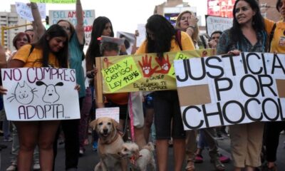 El reclamo de organizaciones en el Día del Animal: más leyes especistas y penas más duras contra el maltrato animal.