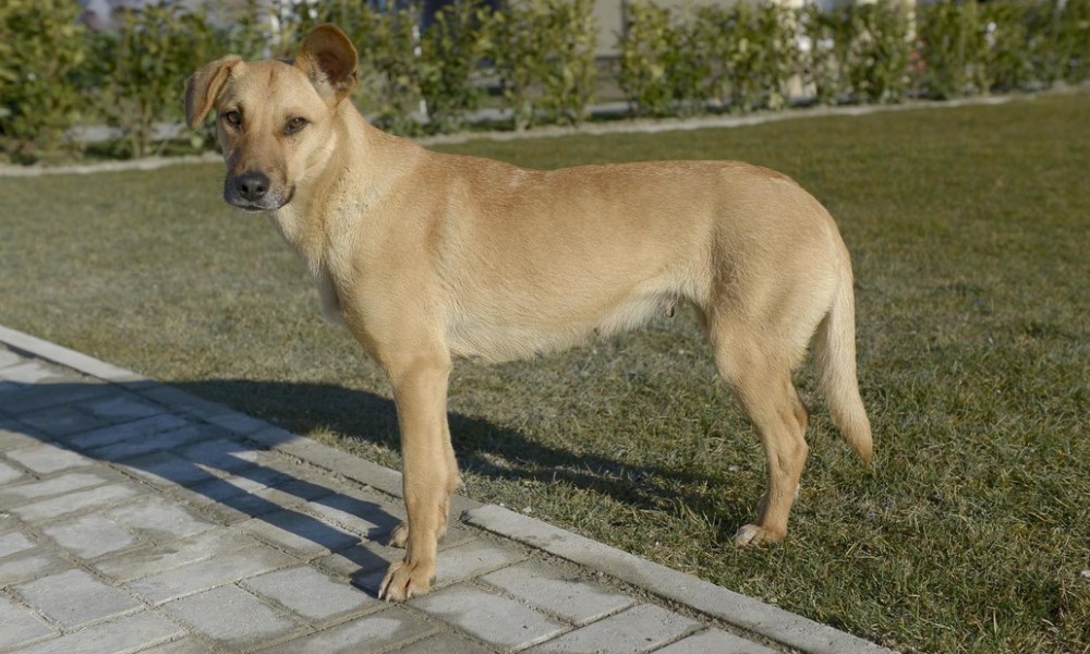 San Juan es noticia mundial por la propuesta de eutanasia para perros por el intendente de Ullum. San Juan es noticia mundial por la propuesta de eutanasia para perros por el intendente de Ullum.