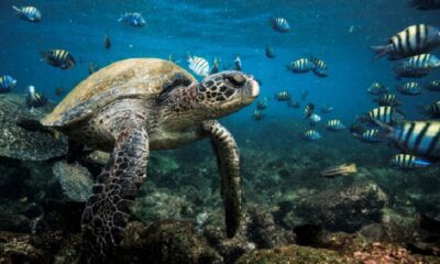 Científicos descubren que el tamaño ayuda a los animales marinos a nadar.