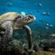 Científicos descubren que el tamaño ayuda a los animales marinos a nadar.