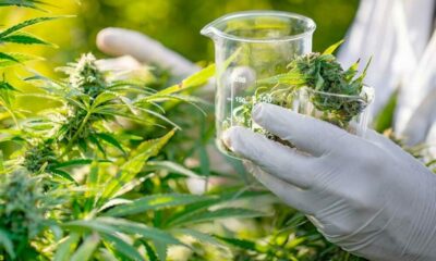 El gobierno presentó el programa de financiamiento para la investigación y el desarrollo del cannabis medicinal.