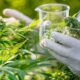 El gobierno presentó el programa de financiamiento para la investigación y el desarrollo del cannabis medicinal.