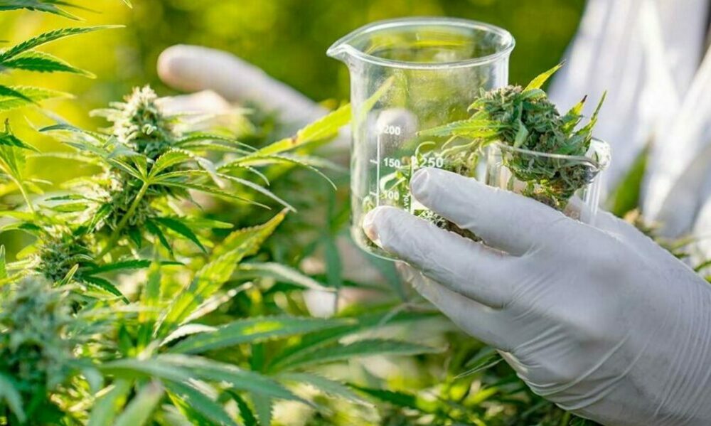 El gobierno presentó el programa de financiamiento para la investigación y el desarrollo del cannabis medicinal. El gobierno presentó el programa de financiamiento para la investigación y el desarrollo del cannabis medicinal.