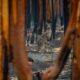 Twitter anunció que bloqueará «anuncios engañosos» que nieguen el cambio climático.