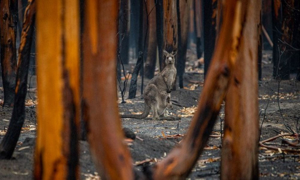 Twitter anunció que bloqueará «anuncios engañosos» que nieguen el cambio climático. Twitter anunció que bloqueará «anuncios engañosos» que nieguen el cambio climático.