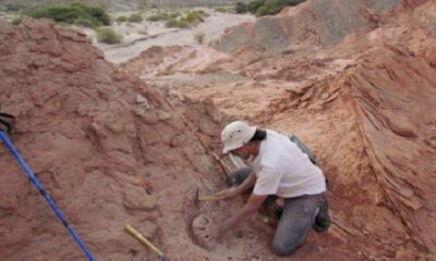 Investigadores del Conicet hallaron restos de un antepasado de los mamíferos de 220 millones de años en La Rioja.