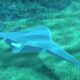 Diseñan un dron mantarraya para explorar los océanos.