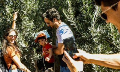Día Nacional de la Olivicultura: San Juan celebrará con diferentes actividades de oleoturismo.￼