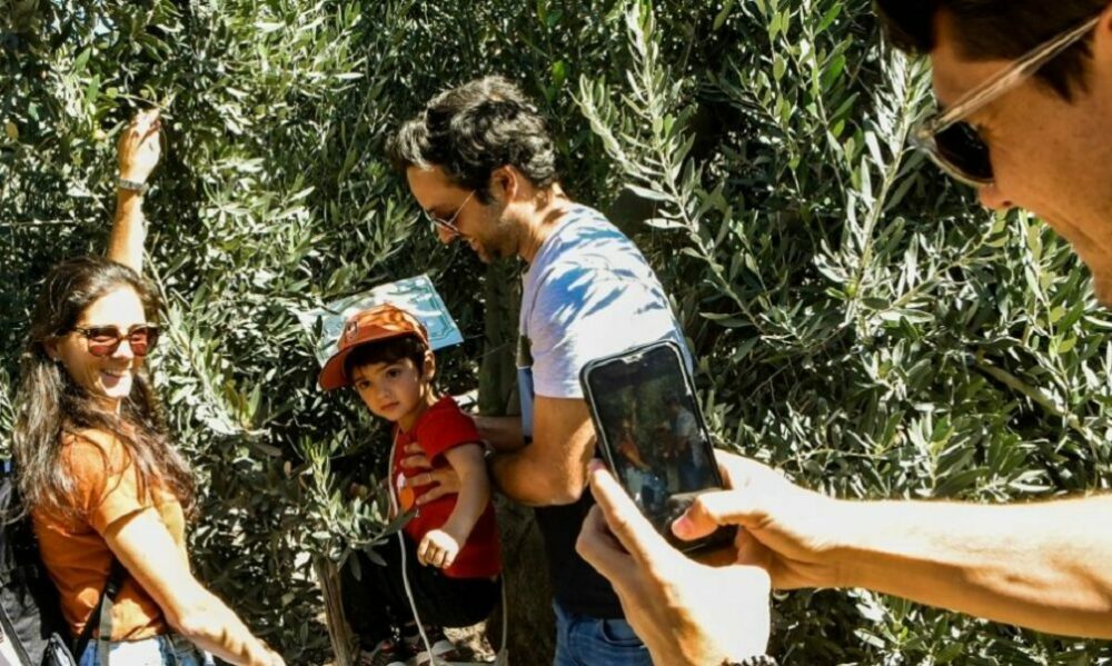 Día Nacional de la Olivicultura: San Juan celebrará con diferentes actividades de oleoturismo. Día Nacional de la Olivicultura: San Juan celebrará con diferentes actividades de oleoturismo.