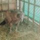 Un cóndor andino fue rescatado por Ambiente y se encuentra en recuperación.
