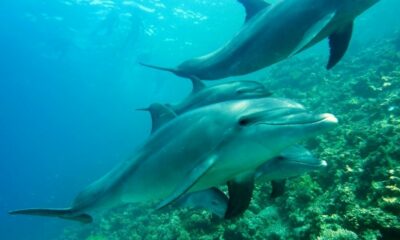 Científicos descubren que los delfines se automedican para curar las infecciones de su piel.