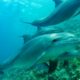 Científicos descubren que los delfines se automedican para curar las infecciones de su piel.