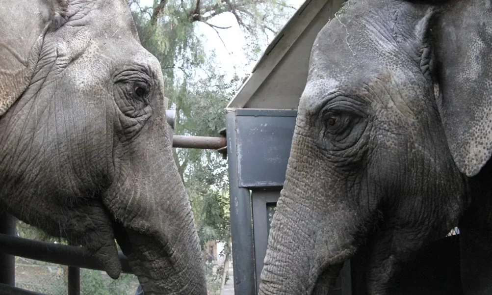 Nuevo hogar, nueva vida: Las elefantas Pocha y Guillermina llegaron al santuario de Brasil. Nuevo hogar, nueva vida: Las elefantas Pocha y Guillermina llegaron al santuario de Brasil.
