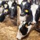 El consumo de carne artificial podría reducir el calentamiento global.