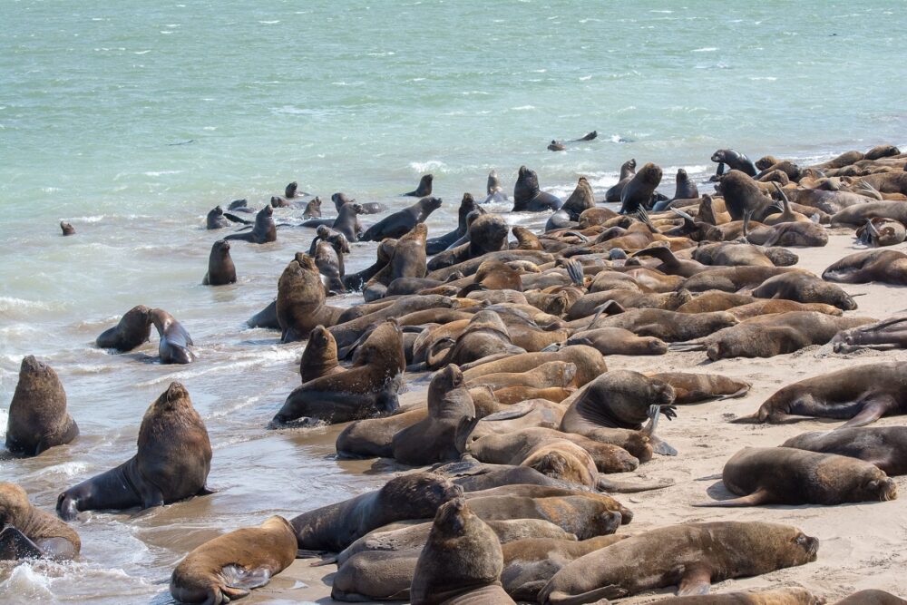Reubicarán a los lobos marinos del puerto de Mar del Plata Reubicarán a los lobos marinos del puerto de Mar del Plata