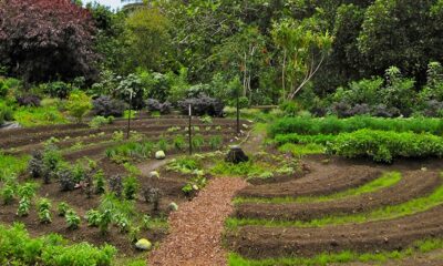 Se viene el I Encuentro de Permacultura en San Juan: una nueva gestión de tierras y cuidado del ambiente.
